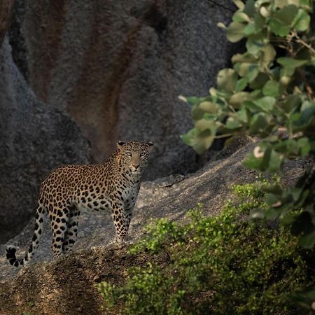 Jawai Leopard Villa ビジャパール エクステリア 写真