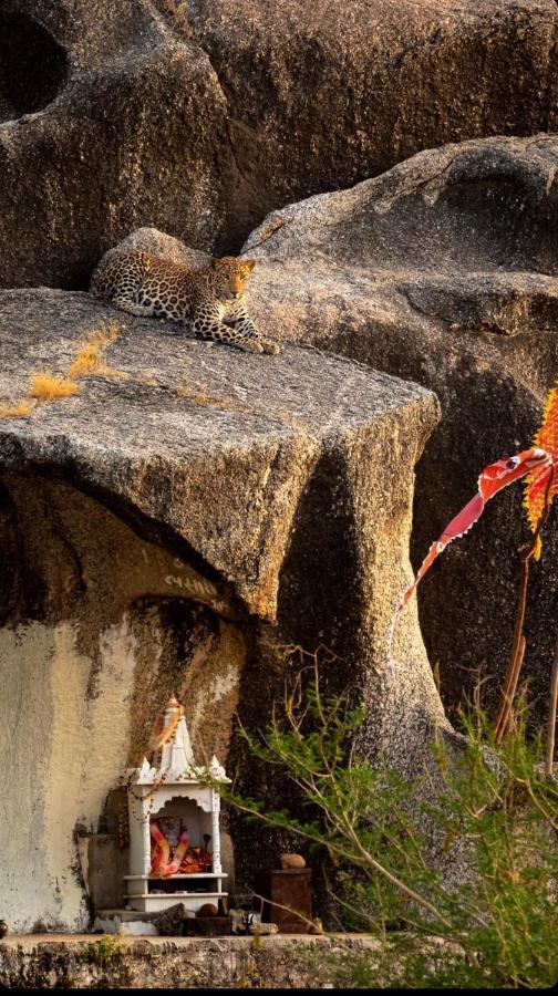 Jawai Leopard Villa ビジャパール エクステリア 写真