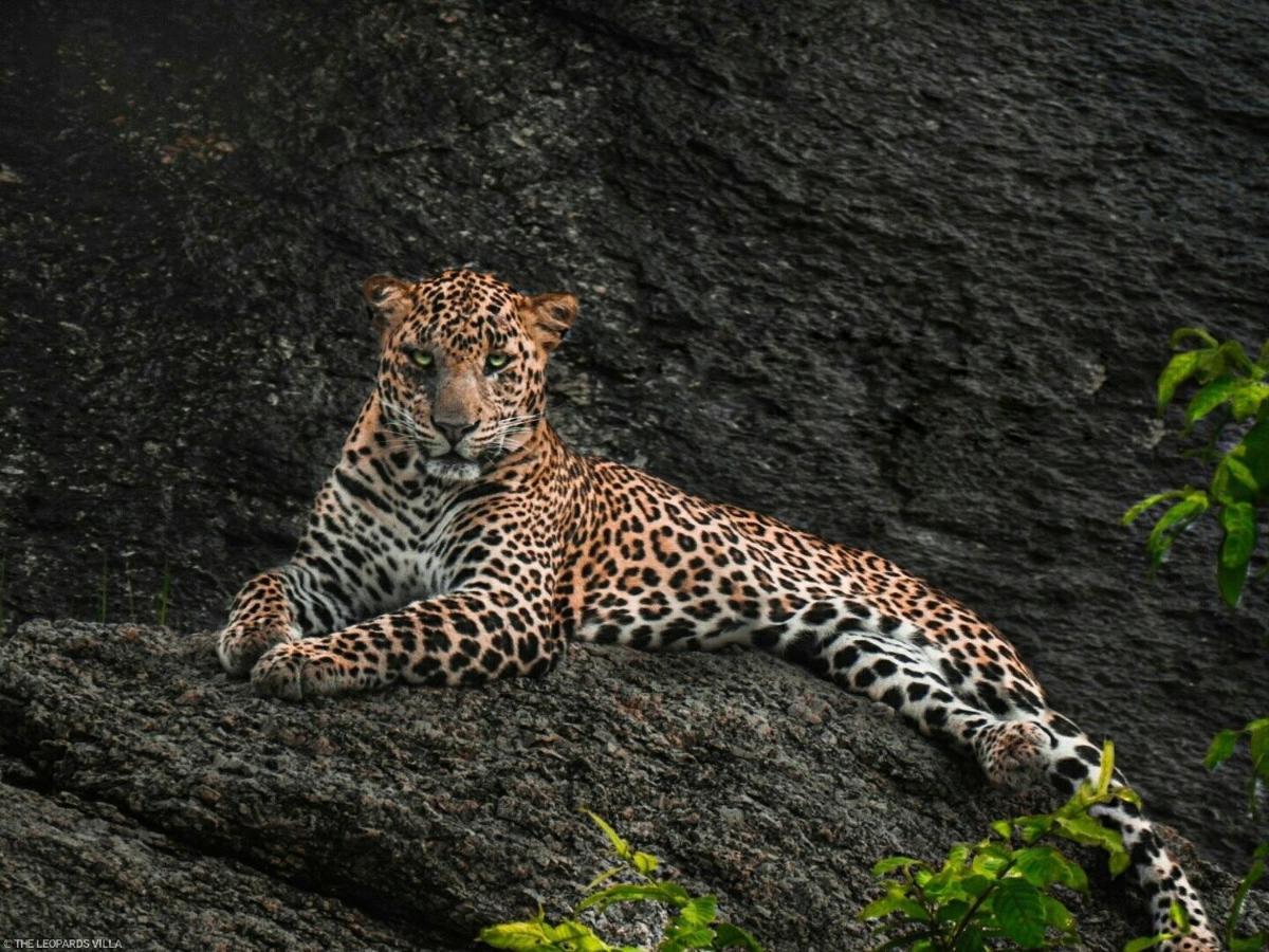 Jawai Leopard Villa ビジャパール エクステリア 写真