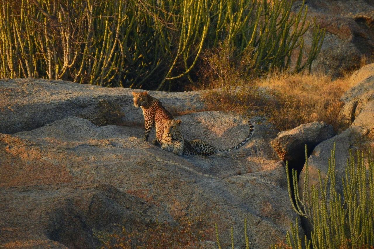 Jawai Leopard Villa ビジャパール エクステリア 写真