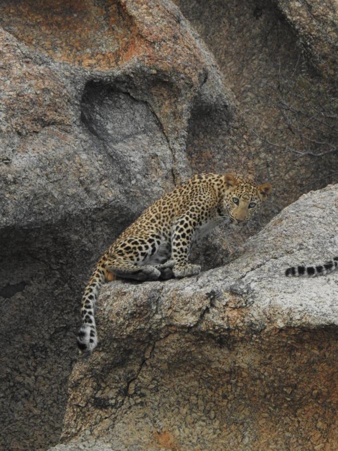 Jawai Leopard Villa ビジャパール エクステリア 写真