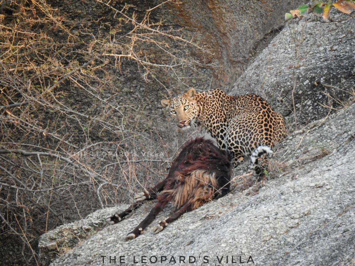 Jawai Leopard Villa ビジャパール エクステリア 写真