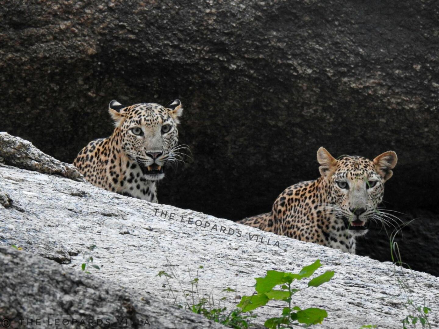 Jawai Leopard Villa ビジャパール エクステリア 写真