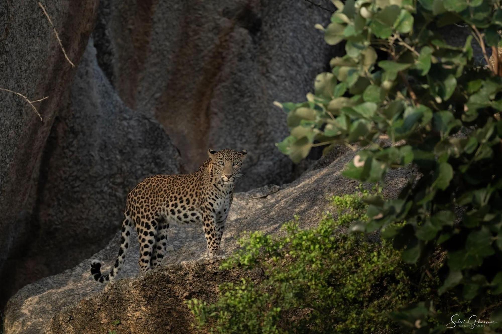 Jawai Leopard Villa ビジャパール エクステリア 写真