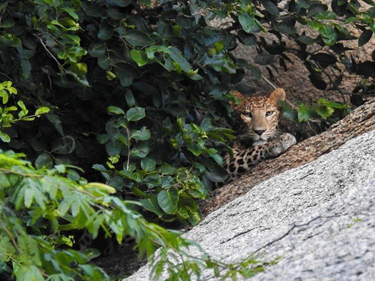 Jawai Leopard Villa ビジャパール エクステリア 写真
