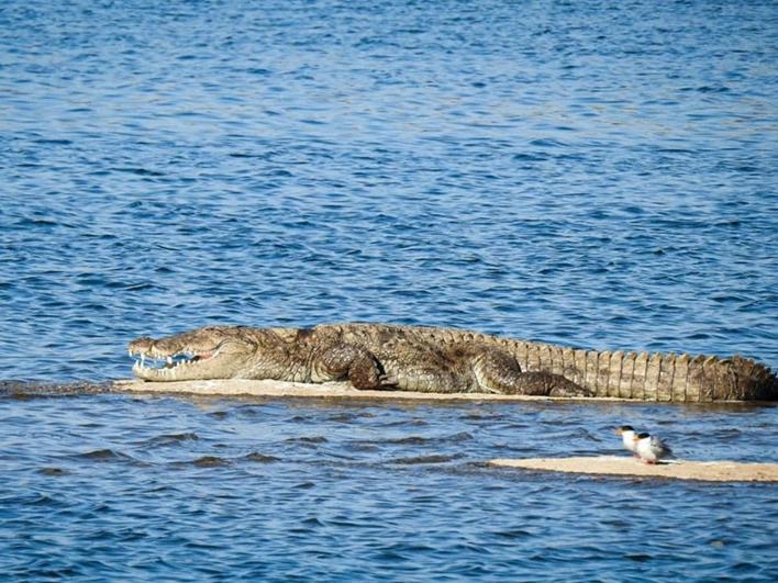 Jawai Leopard Villa ビジャパール エクステリア 写真