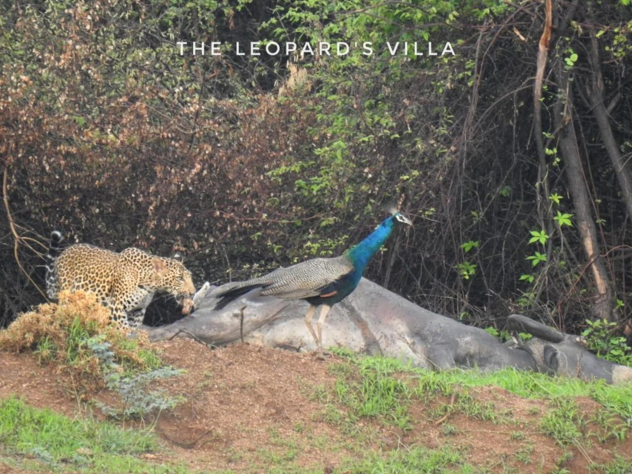 Jawai Leopard Villa ビジャパール エクステリア 写真