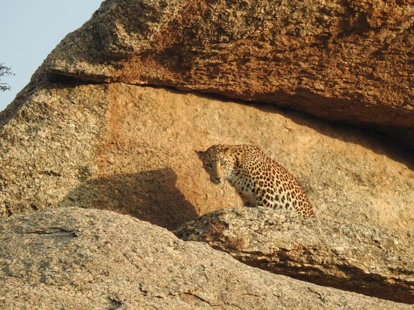 Jawai Leopard Villa ビジャパール エクステリア 写真